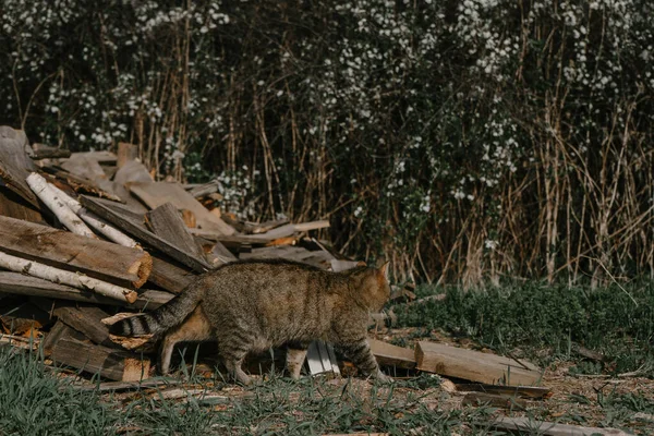 Walking cat on the grass next to firewood in the village | KOROVYAKOVA, SVERDLOVSKAYA OBLAST - 9 MAY 2020.