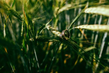 Bir tarlada iki yeşil buğday üzerinde alyans. Altın alyanslar (124; YEKATERINBURG, RUSSIA - 05 Temmuz 2019.