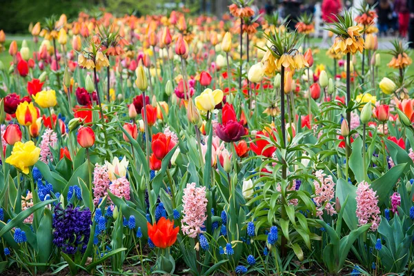 Fleurs en fleurs dans le parc Keukenhof aux Pays-Bas, Europe — Photo