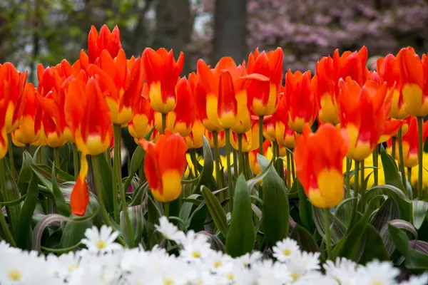Fleurs en fleurs dans le parc Keukenhof aux Pays-Bas, Europe — Photo