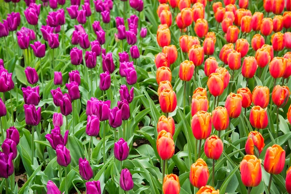 Des tulipes colorées dans le parc. Paysage printanier — Photo