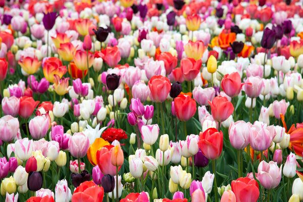 Красочные тюльпаны в парке. Весна и пейзаж