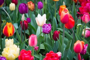Hollanda, Europe parkında Keukenhof çiçek açan çiçekler
