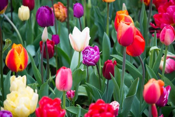 Fleurs en fleurs dans le parc Keukenhof aux Pays-Bas, Europe — Photo