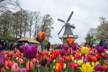 Geleneksel Hollanda yel değirmenleri ile canlı lale, Hollanda