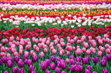 Hollanda, Europe parkında Keukenhof çiçek açan çiçekler