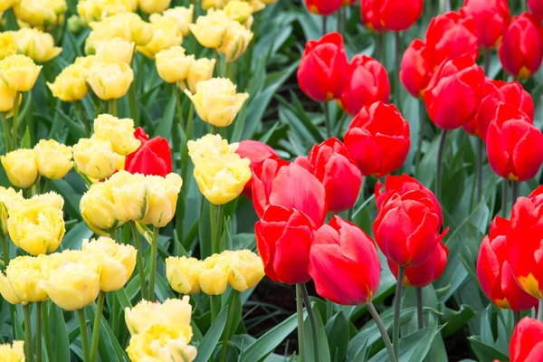 Tulipes rouges et jaunes dans le jardin — Photo