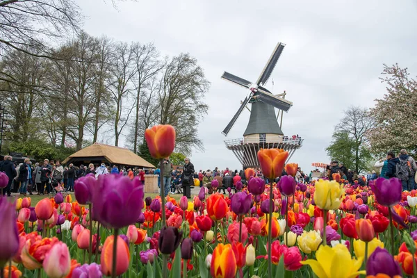 Tradiční holandské větrné mlýny s pulzující tulipány, Nizozemsko Stock Fotografie
