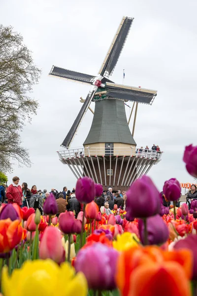 Tradiční holandské větrné mlýny s pulzující tulipány, Nizozemsko Stock Snímky