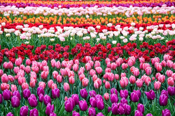 Kvetoucí květiny v parku Keukenhof v Nizozemsko, Evropa Stock Obrázky
