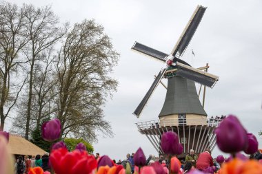 Geleneksel Hollanda yel değirmenleri ile canlı lale, Hollanda