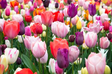 Parktaki renkli laleler. Bahar manzarası