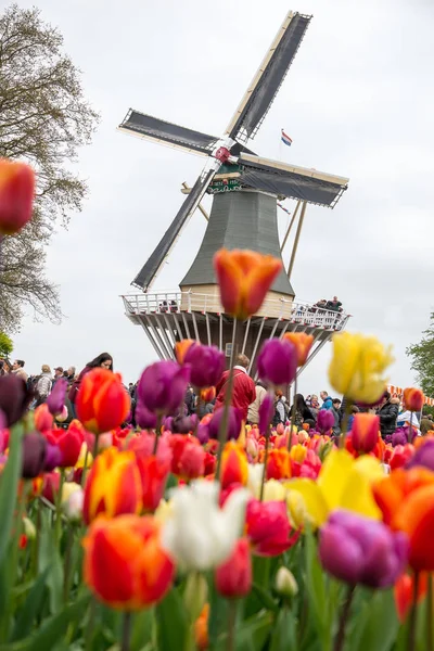 Geleneksel Hollanda yel değirmenleri ile canlı lale, Hollanda