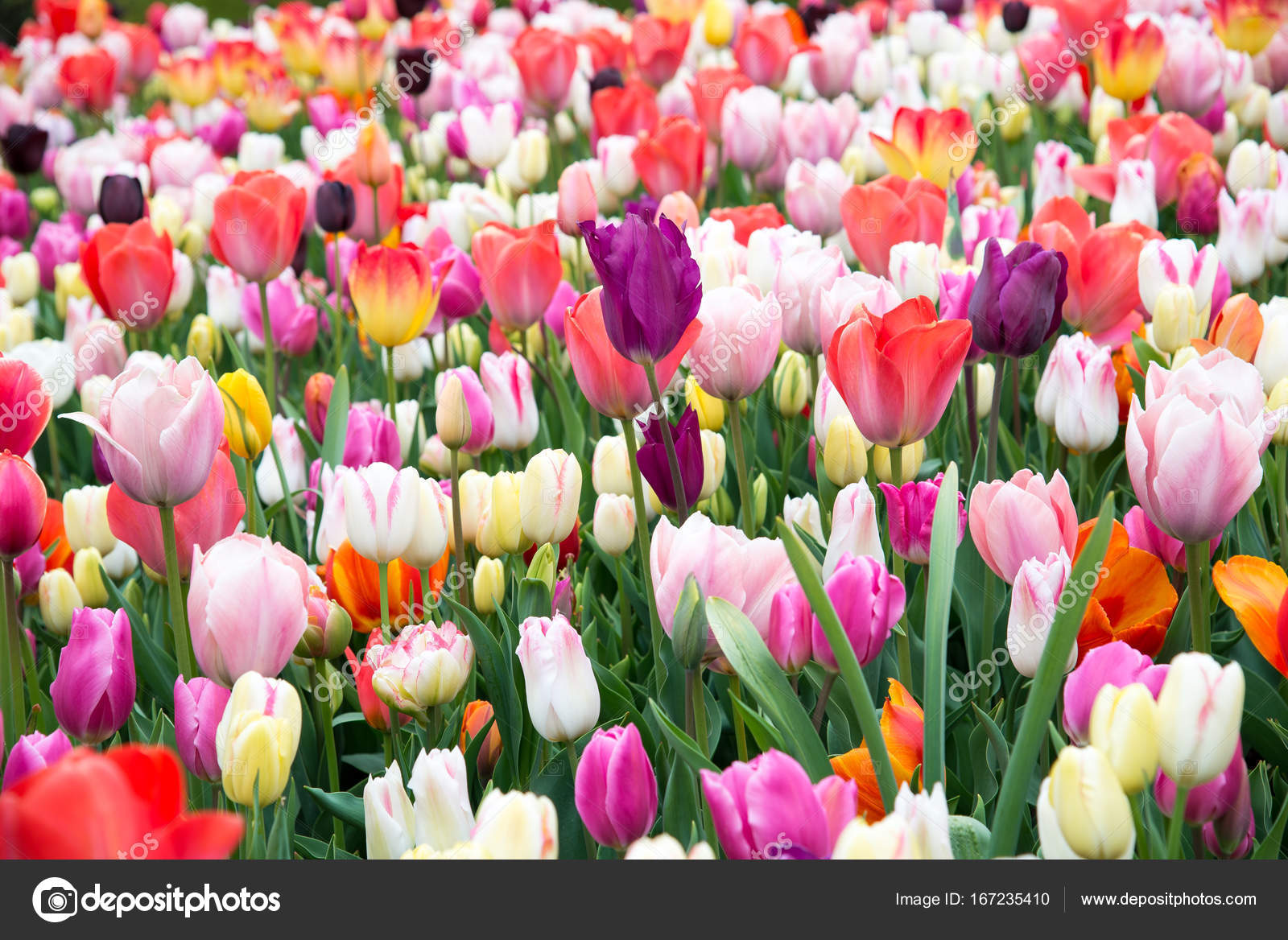 Tulipanes flores en el parque. Países Bajos, Europa — Foto de stock