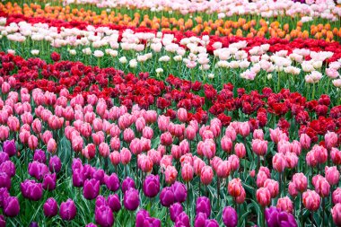 Çiçek Lale arka plan. Güzel bir renk laleler manzarası