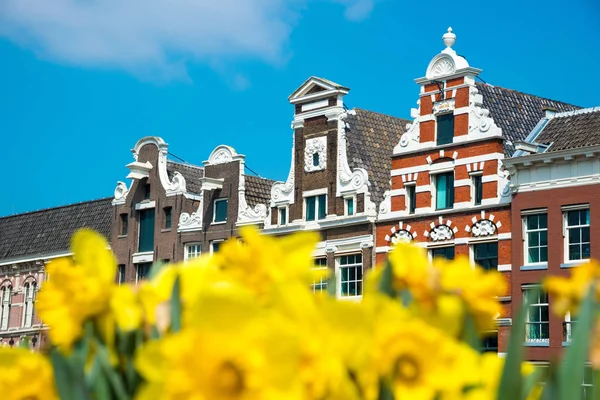 Case Olandesi Con Fiori Tulipano Giallo Amsterdam Paesi Bassi — Foto Stock