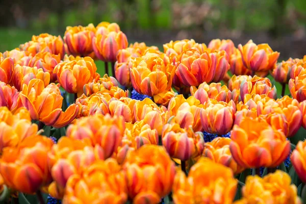 Orange and red flame spring tulips, Amsterdam, Netherlands
