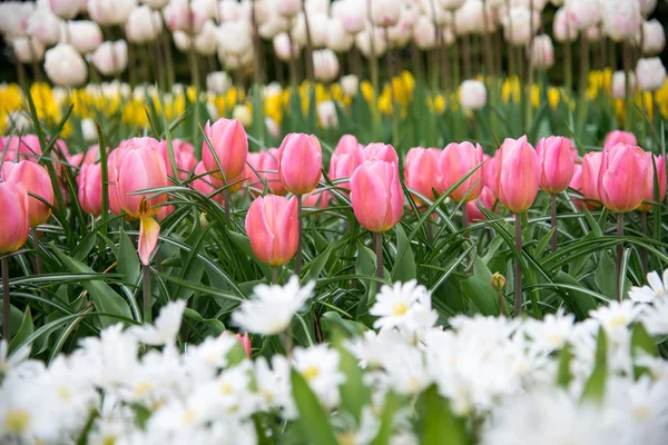 Rangée Tulipes Roses Sur Les Champs Printemps Néerlandais — Photo