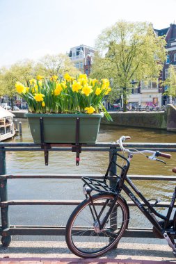 Amsterdam, Hollanda-20 Nisan 2017: Amsterdam Hollanda 'da lale çiçekleri ile Bisikletler