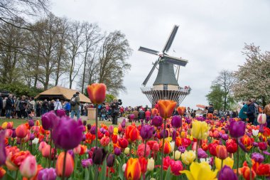 Amsterdam, Hollanda - 21 Nisan 2017: Ön planda canlı laleleri olan geleneksel Hollanda yel değirmenleri, Hollanda