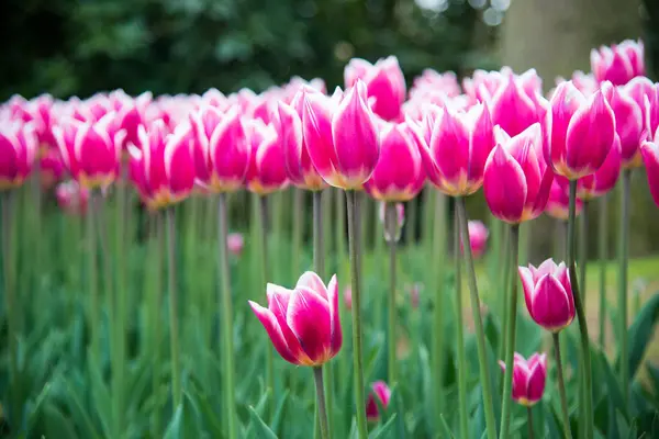 Des Tulipes Roses Dans Parc Paysage Printanier — Photo