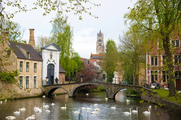 Bruges Belgium April 2017 Swans Lake Love Bruges Channel Panoramic — Stock Photo, Image