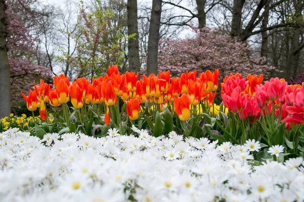 ヨーロッパ オランダのキューケンホフ公園に咲く花 — ストック写真