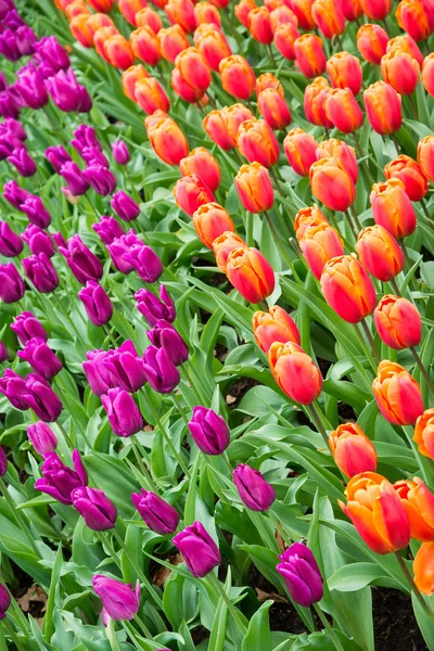 Des Tulipes Colorées Dans Parc Paysage Printanier — Photo