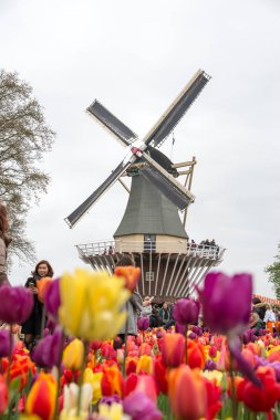 Amsterdam, Hollanda - 21 Nisan 2017: Keukenhof 'taki ünlü bahçede birçok insanla birlikte eski yel değirmeni.