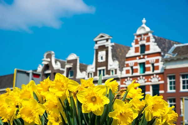 Yellow Narcissus Street Amsterdam — Stock Photo, Image