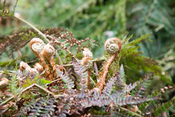 Fern Fiddlehead Desplegándose Con Enfoque Selectivo — Foto de Stock