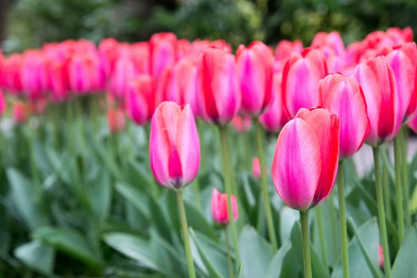 Belles Tulipes Roses Dans Jardin Hollande — Photo