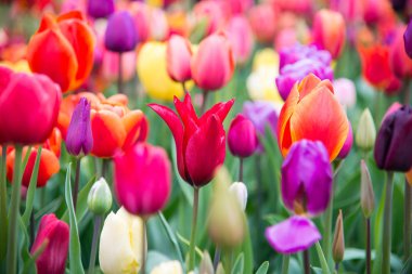 Park beutiful çiçek açan çiçekler. Hollanda, Europe