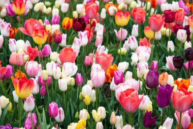 Parktaki renkli laleler. Bahar manzarası.