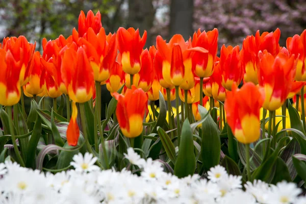 Des Tulipes Colorées Dans Parc Paysage Printanier — Photo