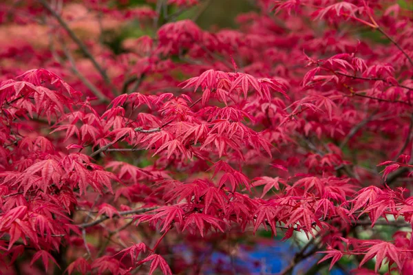 Red Fall Leaves Japanese Maple Blurry Background — Stock Photo, Image