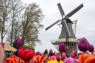 Amsterdam, Hollanda - 21 Nisan 2017: Ön planda canlı laleleri olan geleneksel Hollanda yel değirmenleri, Hollanda