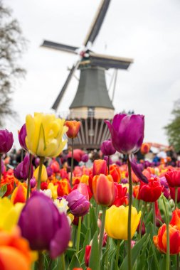 Yel değirmeni ve Hollanda'da lale muhteşem manzara.