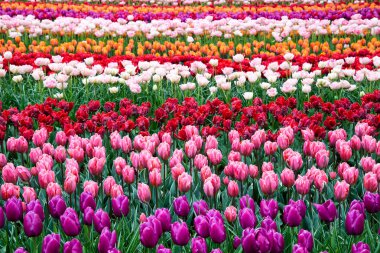 Çiçek Lale arka plan. Güzel bir renk laleler manzarası.