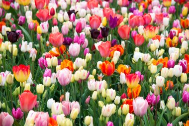 Hollanda, Europe parkında Keukenhof çiçek açan çiçekler.
