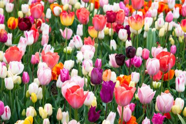 Güzel renkli lale tarlası. Lale bahar