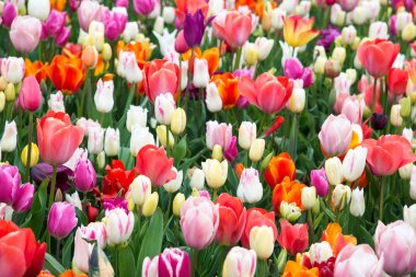 Güzel renkli lale bahçesinde. Hollanda