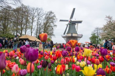 Amsterdam, Hollanda - 21 Nisan 2017: Ön planda canlı laleleri olan geleneksel Hollanda yel değirmenleri, Hollanda