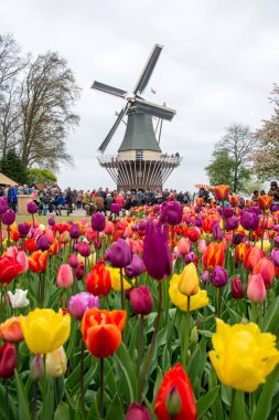 Keukenhof, Hollanda - 21 Nisan 2017: Keukenhof 'taki ünlü bahçede birçok insanla birlikte eski yel değirmeni.