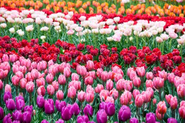 Parkta güzel çiçek açan çiçekler. Hollanda