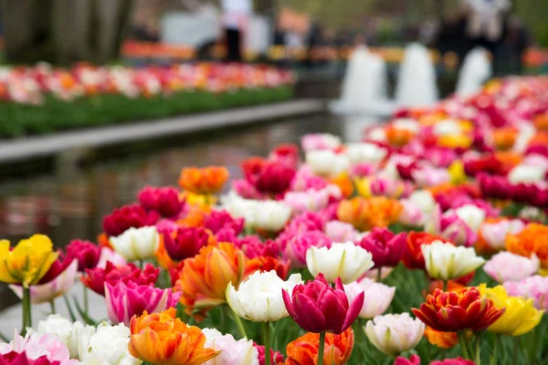 Piękne Pola Kolorowych Tulipanów Tulipany Parku — Zdjęcie stockowe