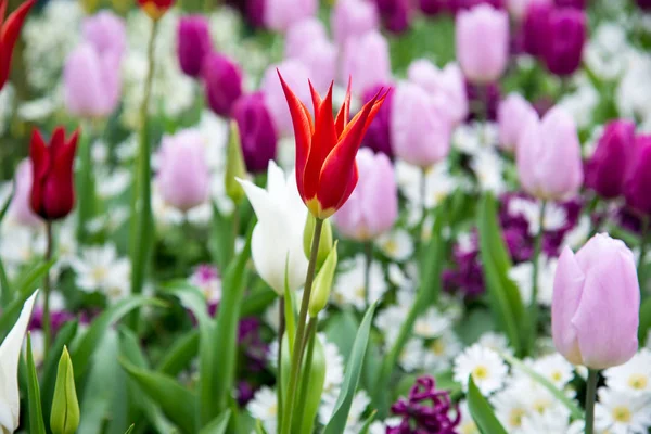 Des Tulipes Colorées Dans Parc Paysage Printanier — Photo