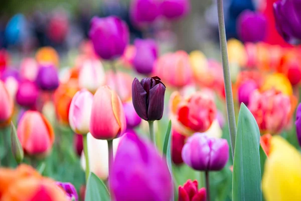 Des Tulipes Colorées Dans Parc Paysage Printanier — Photo