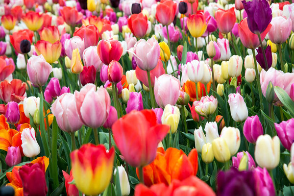 Красивое поле красочных тюльпанов. Тюльпаны весной
