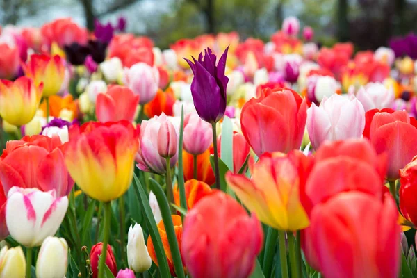 Des Tulipes Colorées Dans Parc Paysage Printanier — Photo